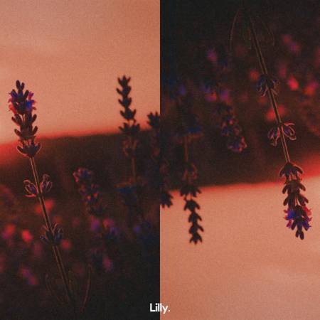 Lavender